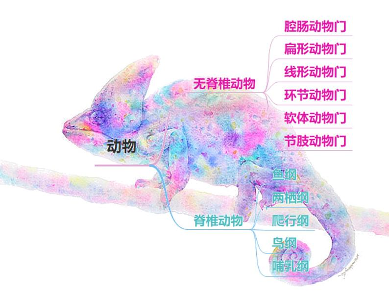 初中生物冀少版 七年级上册 1.4.3 线形动物和环节动物 课件01