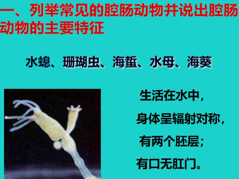 初中生物冀少版 七年级上册 1.4.3 线形动物和环节动物 课件03