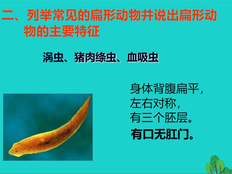 初中生物冀少版 七年级上册 1.4.3 线形动物和环节动物 课件04
