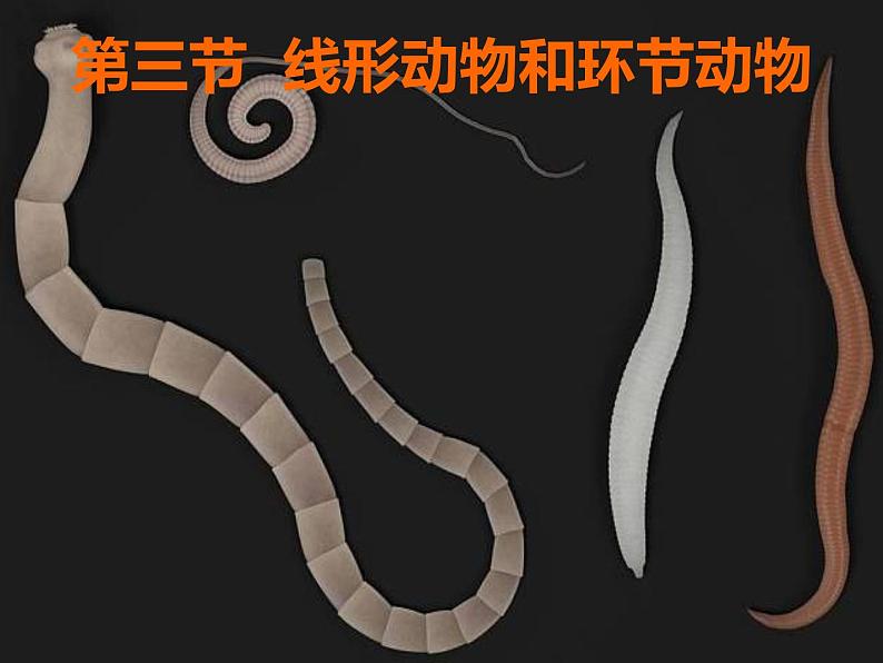初中生物冀少版 七年级上册 1.4.3 线形动物和环节动物 课件06
