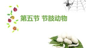初中生物第一单元  我们身边的生命世界第四章 多种多样的动物第五节 节肢动物示范课课件ppt