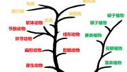 冀教版七年级上册第七节 两栖类和爬行类图文课件ppt