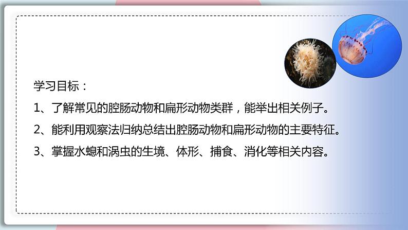 5.1.1 腔肠动物和扁形动物 课件 初中生物人教版八年级上册02