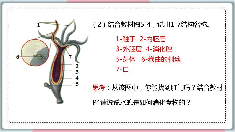 5.1.1 腔肠动物和扁形动物 课件 初中生物人教版八年级上册07