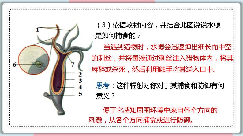 5.1.1 腔肠动物和扁形动物 课件 初中生物人教版八年级上册08