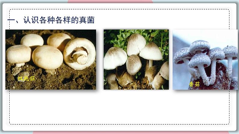 5.4.3 真菌 课件 初中生物人教版八年级上册05
