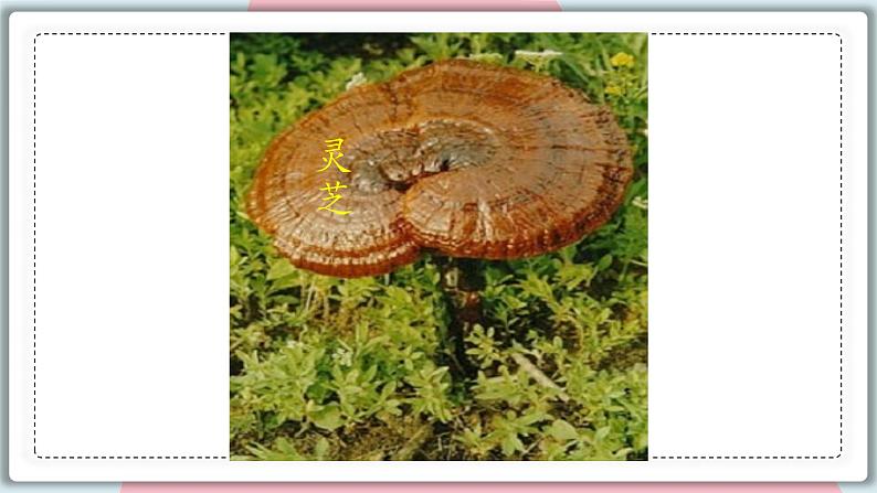 5.4.3 真菌 课件 初中生物人教版八年级上册07