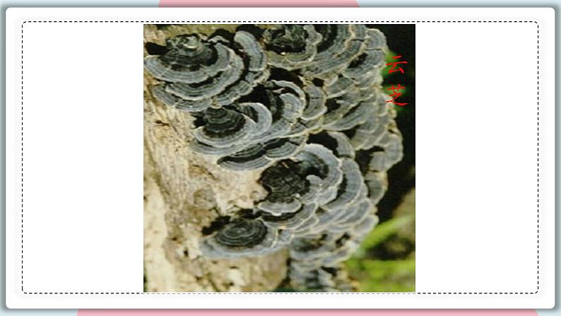 5.4.3 真菌 课件 初中生物人教版八年级上册08
