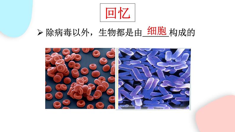 2.1.1 练习使用显微镜 课件 初中生物人教版七年级上册03