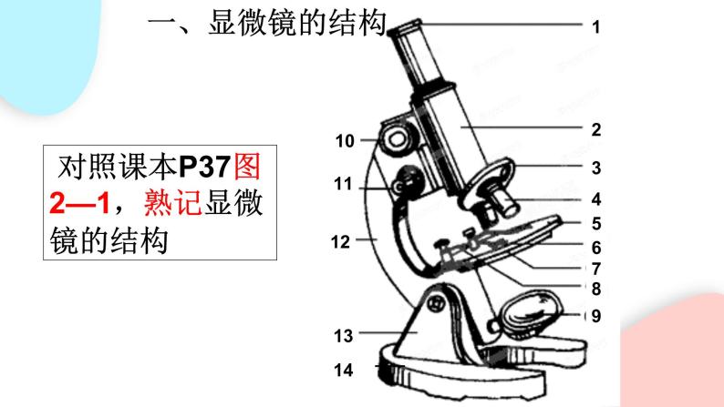 2.1.1 练习使用显微镜  课件 初中生物人教版七年级上册07