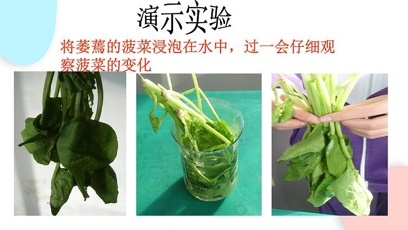 2.1.4 细胞的生活 课件 初中生物人教版七年级上册08