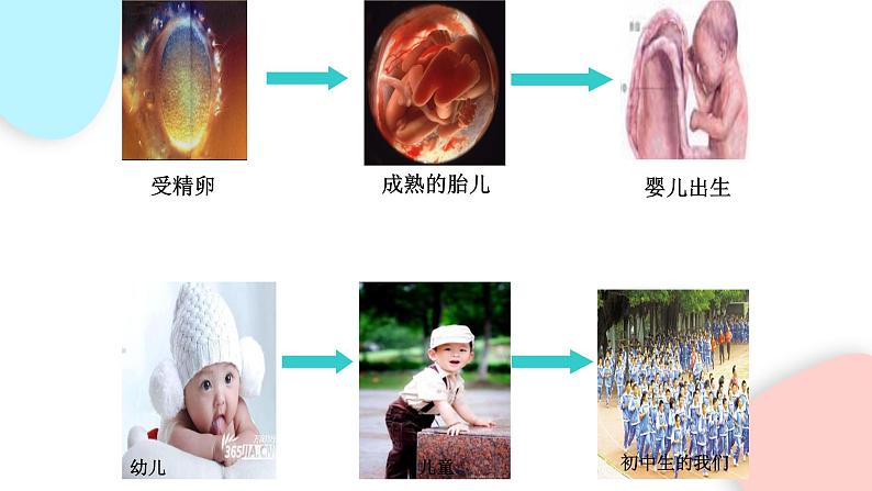 2.2.1 细胞通过分裂产生新细胞 课件 初中生物人教版七年级上册第4页