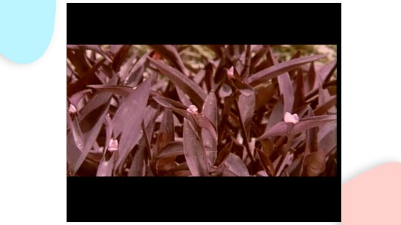 2.2.1 细胞通过分裂产生新细胞 课件 初中生物人教版七年级上册第6页