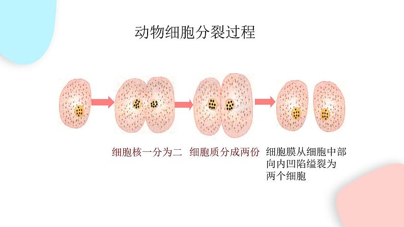 2.2.1 细胞通过分裂产生新细胞 课件 初中生物人教版七年级上册第7页