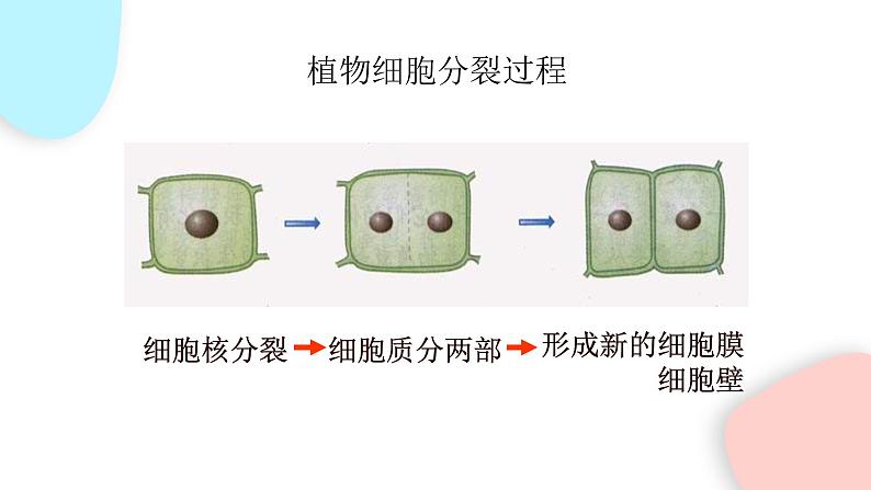 2.2.1 细胞通过分裂产生新细胞 课件 初中生物人教版七年级上册第8页