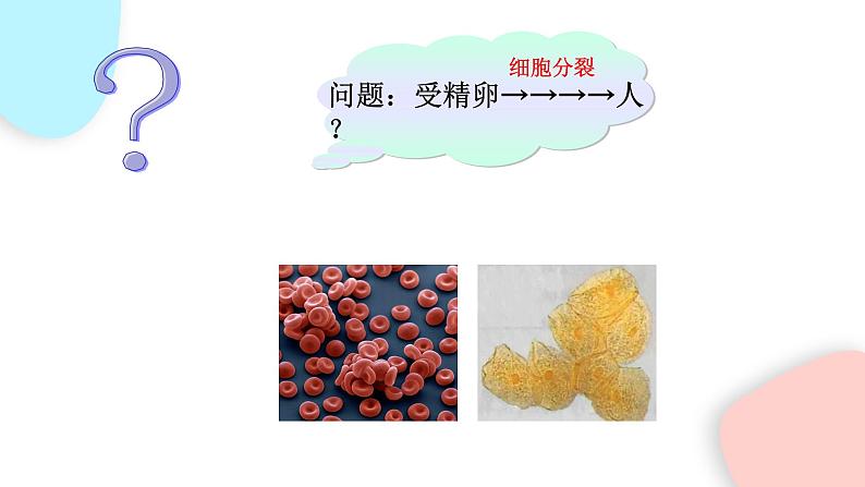 2.2.2 动物体的结构层次 课件 初中生物人教版七年级上册04