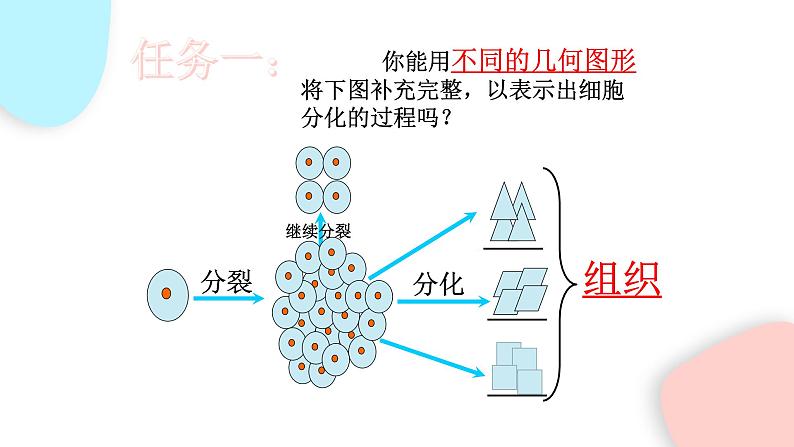 2.2.2 动物体的结构层次 课件 初中生物人教版七年级上册07