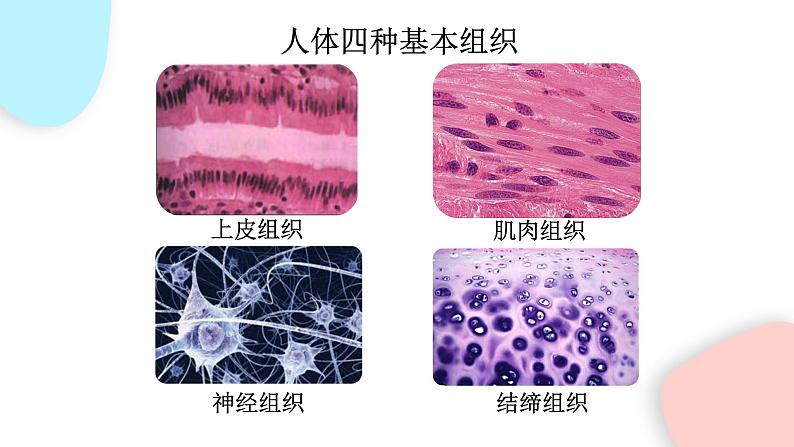 2.2.2 动物体的结构层次 课件 初中生物人教版七年级上册08