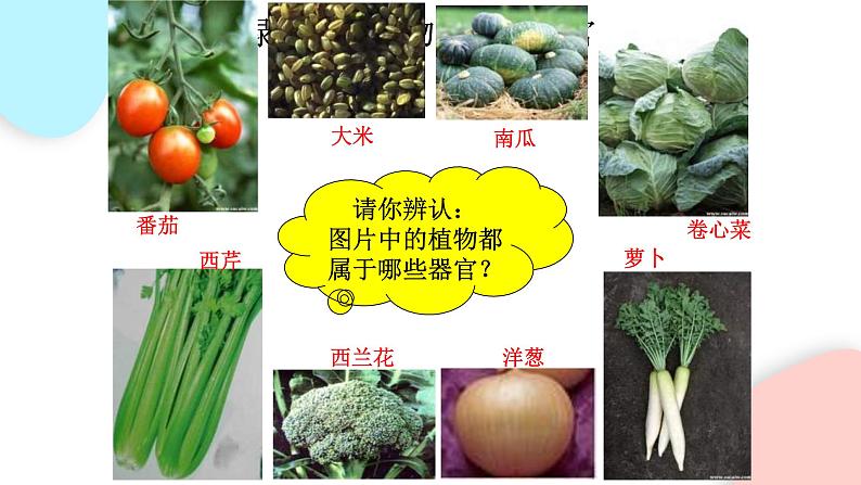 2.2.3 植物体的结构层次 课件 初中生物人教版七年级上册06
