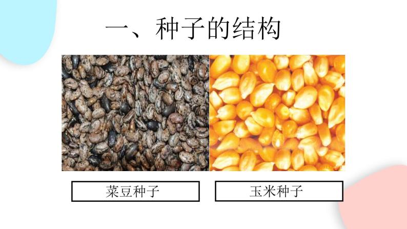 3.1.2 种子植物  课件 初中生物人教版七年级上册06