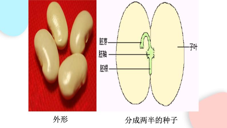 3.1.2 种子植物  课件 初中生物人教版七年级上册08