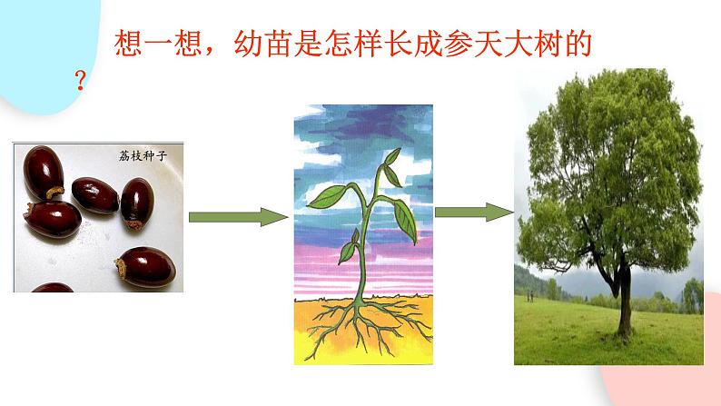 3.2.2 植株的生长 课件 初中生物人教版七年级上册05