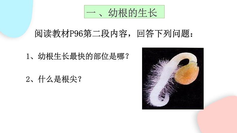 3.2.2 植株的生长 课件 初中生物人教版七年级上册07