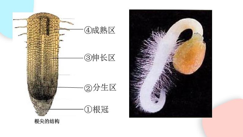 3.2.2 植株的生长 课件 初中生物人教版七年级上册08