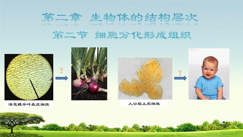 1. 2.2细胞分化形成组织课件2022--2023学年冀少版生物七年级上册01