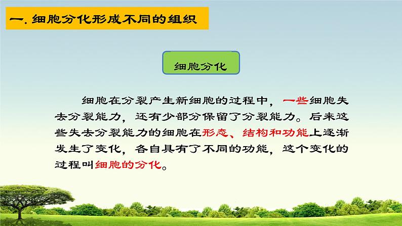 1. 2.2细胞分化形成组织课件2022--2023学年冀少版生物七年级上册02