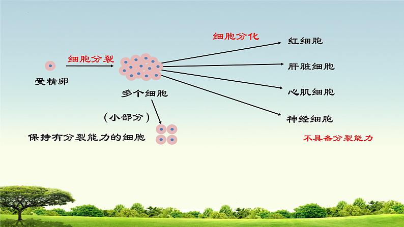 1. 2.2细胞分化形成组织课件2022--2023学年冀少版生物七年级上册03