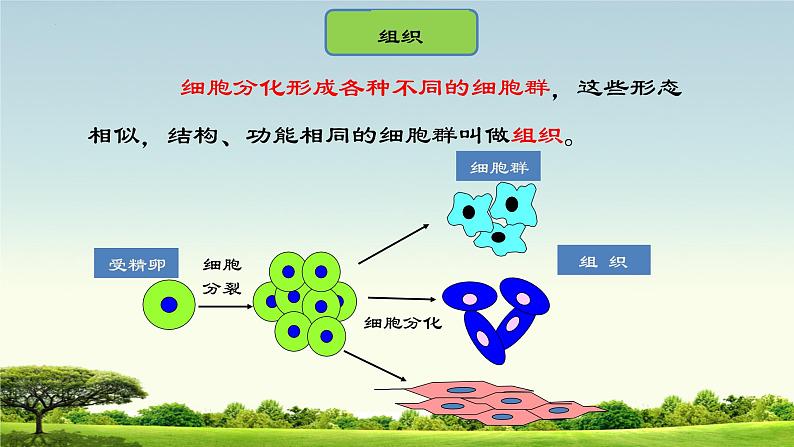 1. 2.2细胞分化形成组织课件2022--2023学年冀少版生物七年级上册04