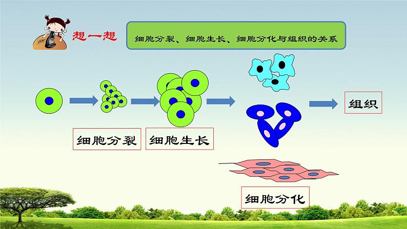 1. 2.2细胞分化形成组织课件2022--2023学年冀少版生物七年级上册05