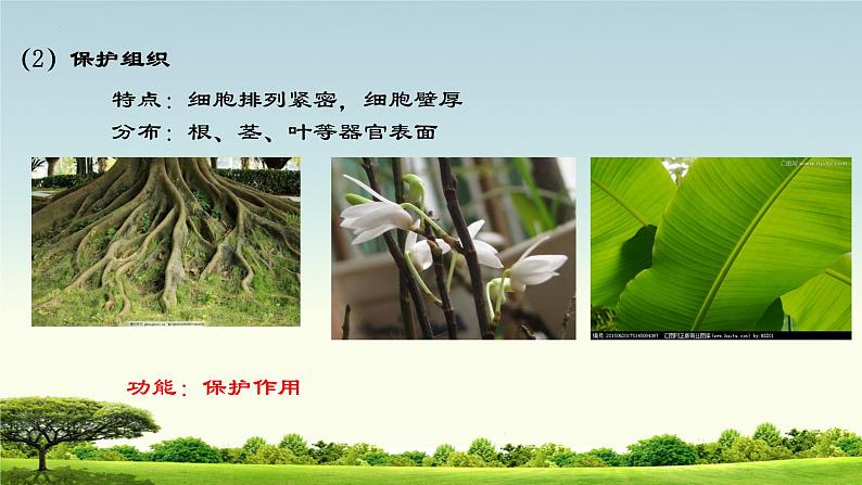 1. 2.2细胞分化形成组织课件2022--2023学年冀少版生物七年级上册08
