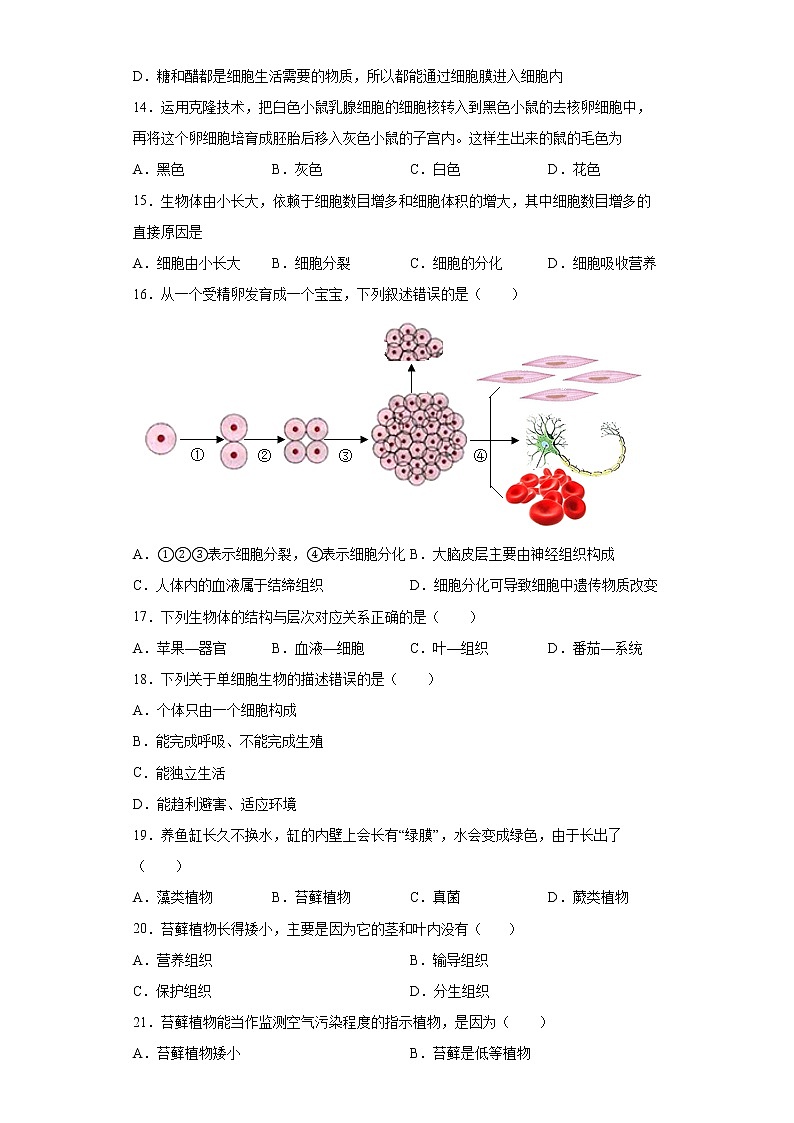 云南省红河州个旧市2021-2022学年七年级上学期期末生物试题(含答案)第3页