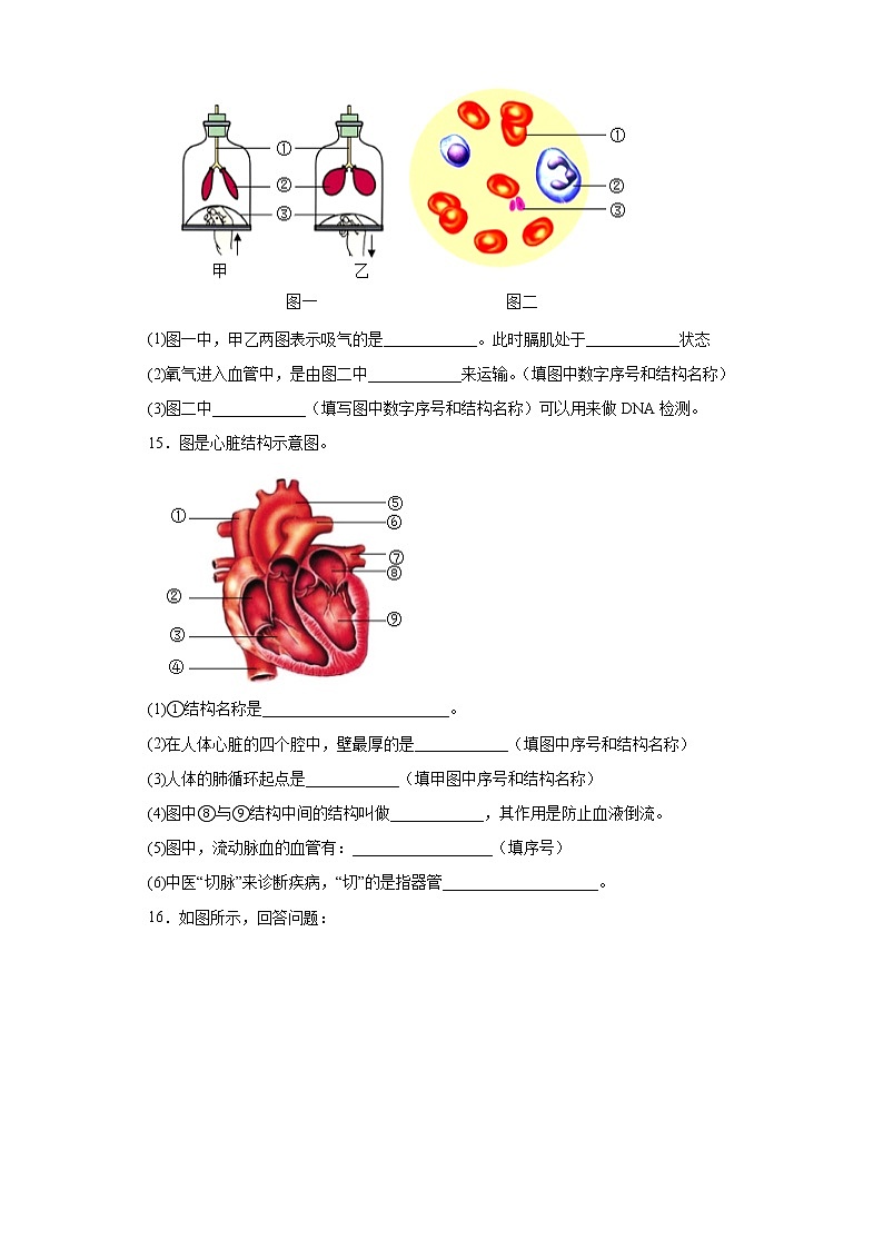 辽宁省沈阳市新民市2021-2022学年七年级下学期期末生物试题(含答案)03