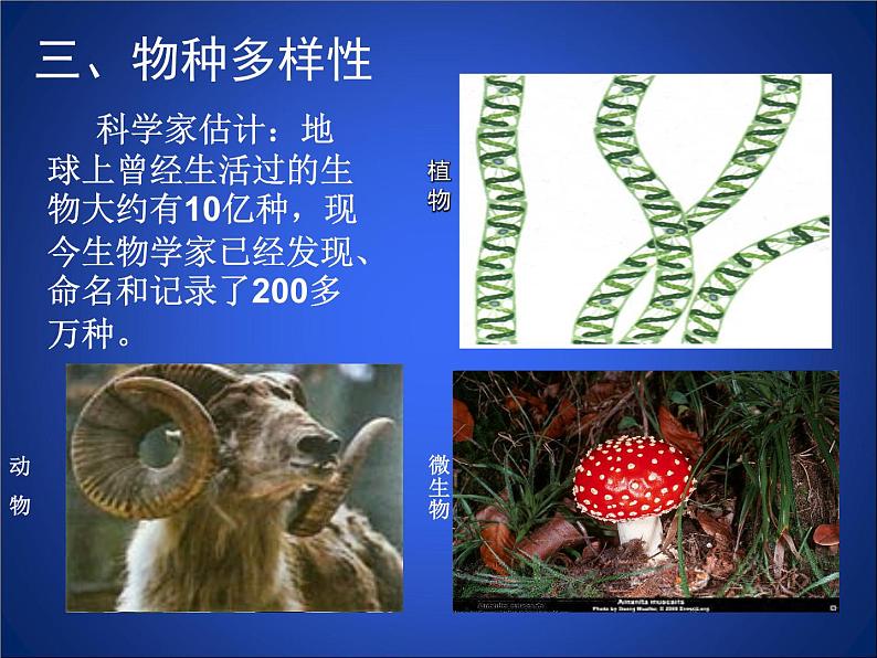 北师大版七年级上册生物 1.1 形形色色的生物 课件第5页