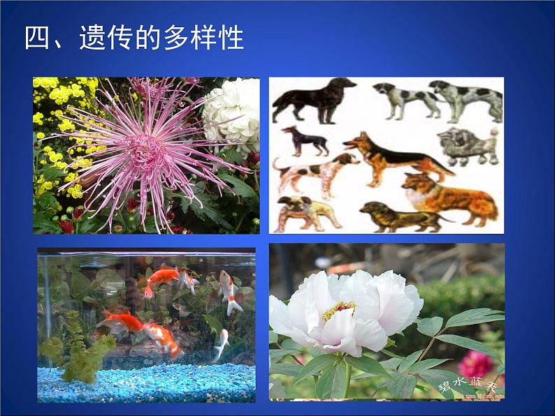 北师大版七年级上册生物 1.1 形形色色的生物 课件第6页