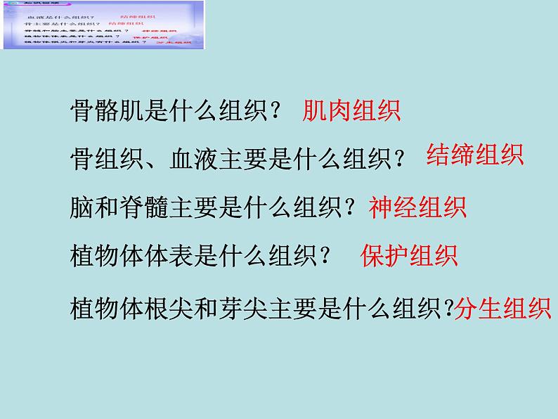北师大版七年级上册生物 4.2 生物体的器官、系统 课件02