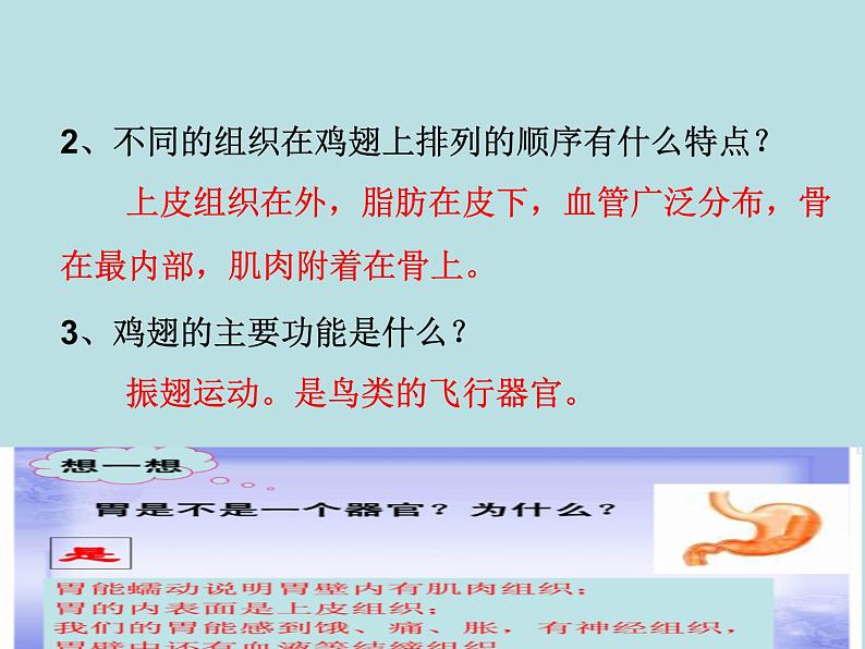 北师大版七年级上册生物 4.2 生物体的器官、系统 课件07
