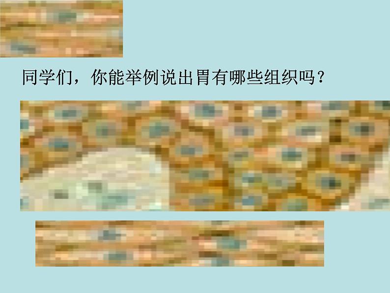 北师大版七年级上册生物 4.2 生物体的器官、系统 课件08