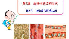 初中生物北师大版七年级上册第1节 细胞分化形成组织背景图ppt课件