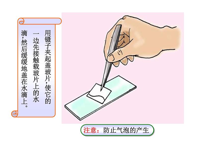 北师大版七年级上册生物 3.1 细胞的基本结构和功能 课件第5页
