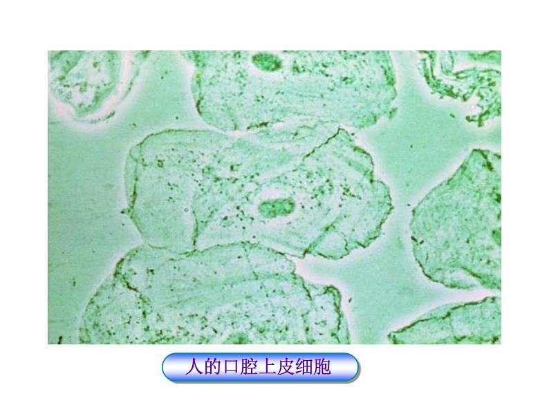 北师大版七年级上册生物 3.1 细胞的基本结构和功能 课件第8页