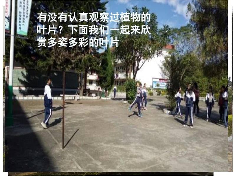 北师大版七年级上册生物 5.1 光合作用 课件第7页
