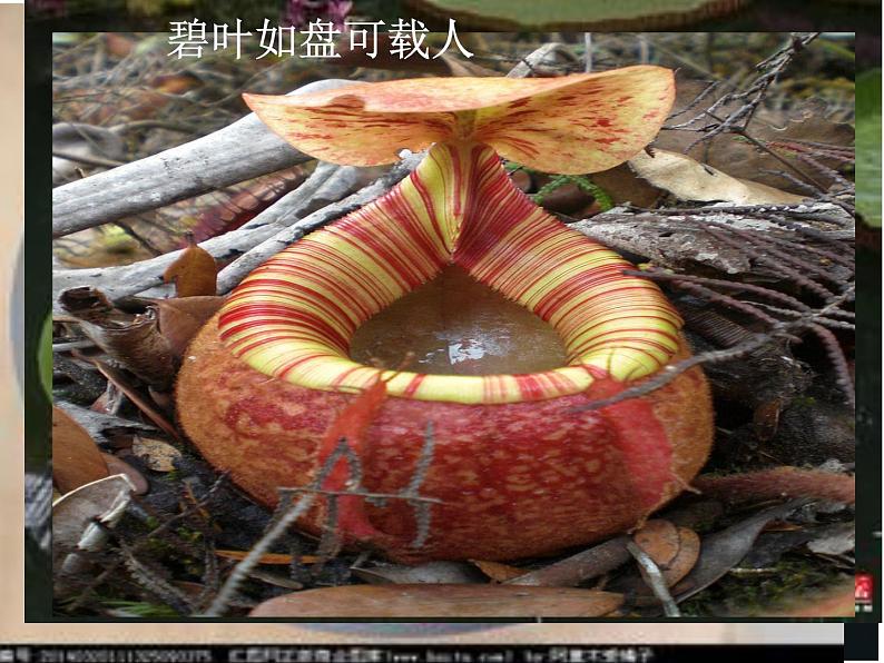 北师大版七年级上册生物 5.1 光合作用 课件第8页