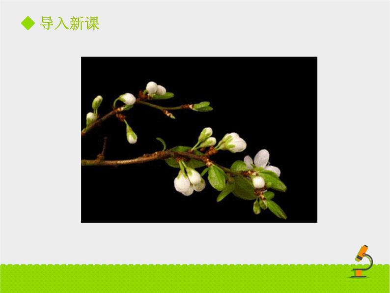 北师大版七年级上册生物 6.3 生殖器官的生长 课件02