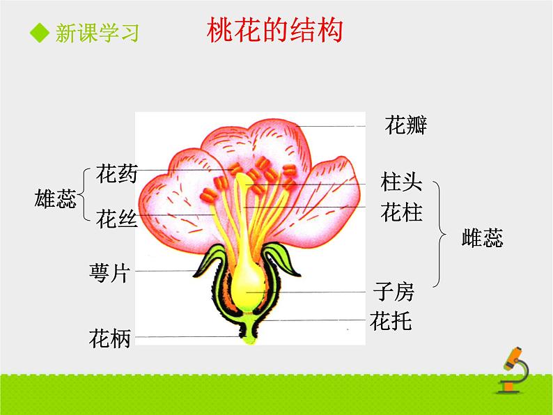 北师大版七年级上册生物 6.3 生殖器官的生长 课件03