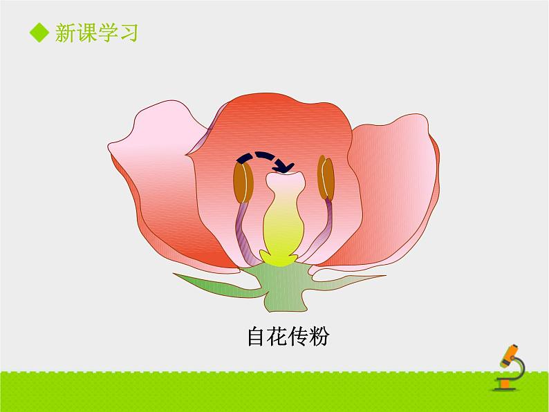 北师大版七年级上册生物 6.3 生殖器官的生长 课件06
