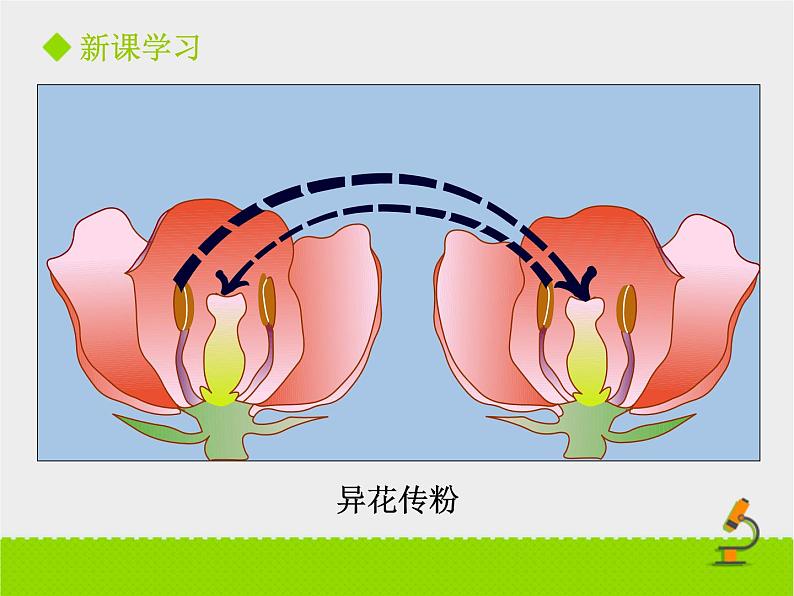 北师大版七年级上册生物 6.3 生殖器官的生长 课件07